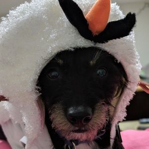 Meet your Posher, Maggie